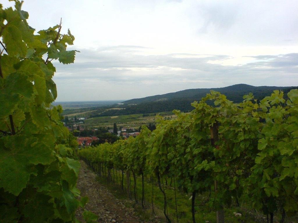Villa Vinica Limbach Экстерьер фото